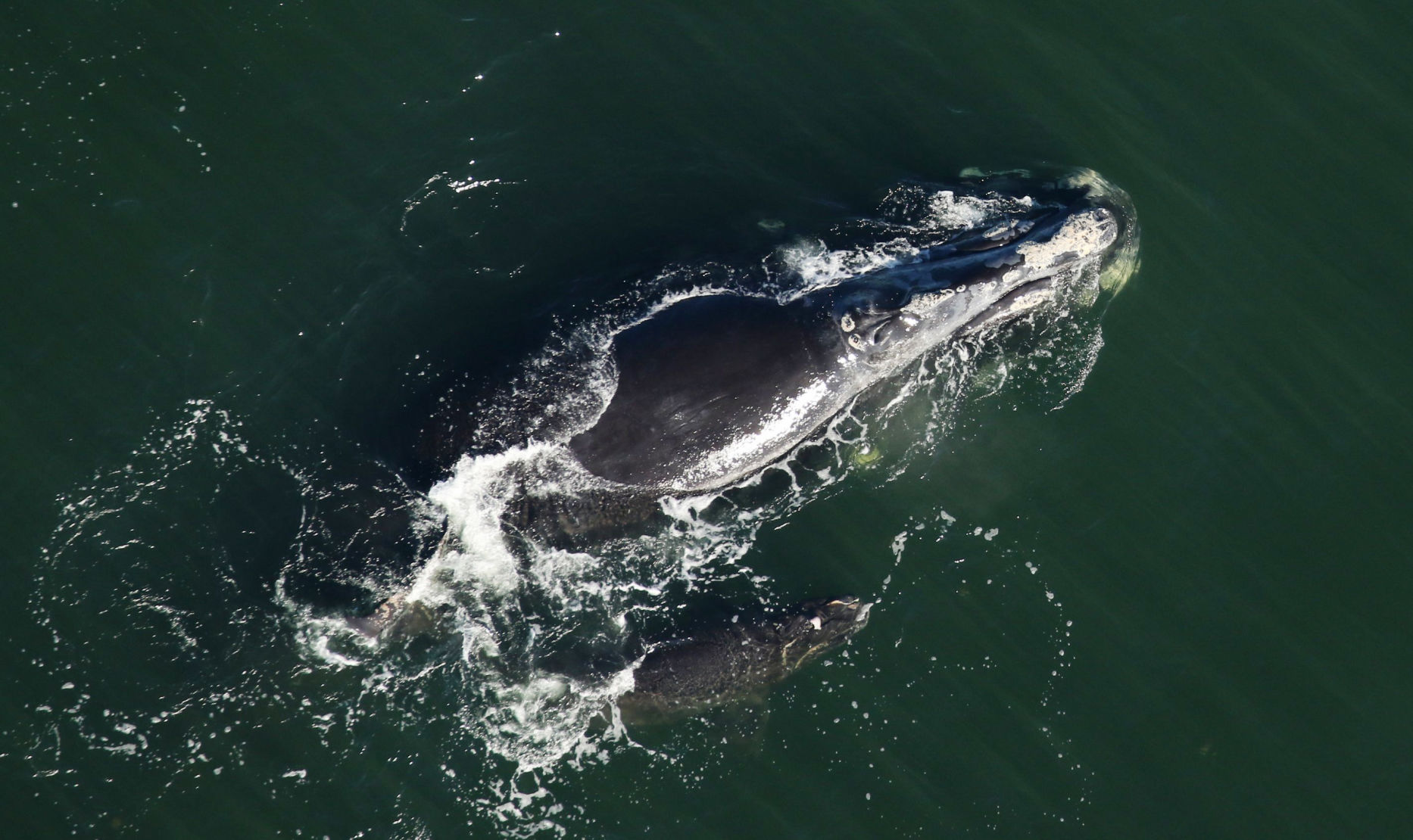 right whale